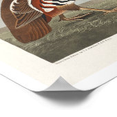 Plumed Partridge en dikke patrijs Poster (Hoek)