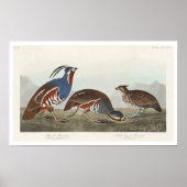Plumed Partridge en dikke patrijs Poster (Voorkant)