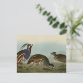 Plumed & Thick-legged Partridge Briefkaart (Staand voorkant)