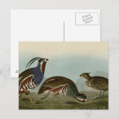 Plumed & Thick-legged Partridge Briefkaart (Voorkant / Achterkant)