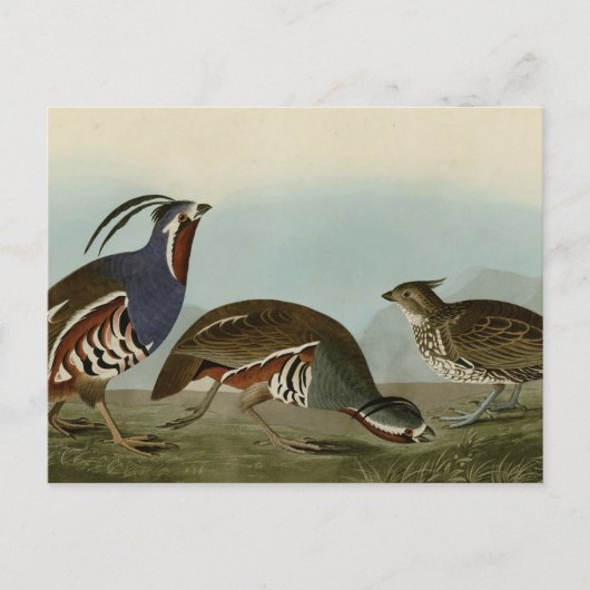 Plumed & Thick-legged Partridge Briefkaart (Voorkant)