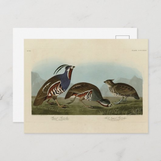 Plumed & Thick-legged Partridges - Audubon's vogel Briefkaart (Voorkant / Achterkant)