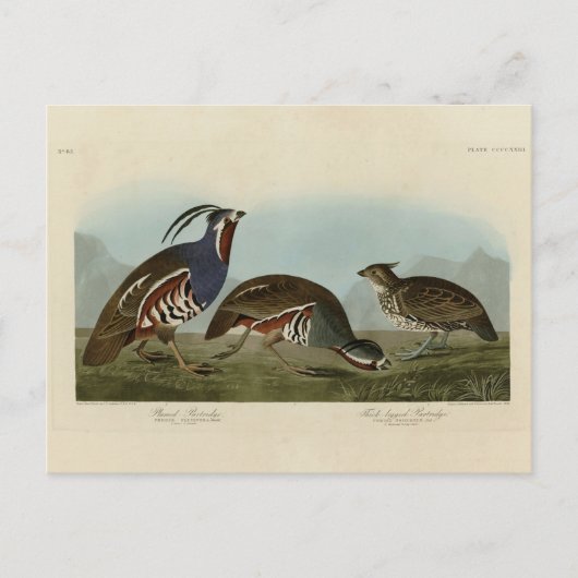 Plumed & Thick-legged Partridges - Audubon's vogel Briefkaart (Voorkant)