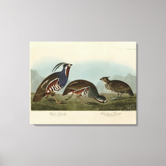 Plumed & Thick-legged Partridges - Audubon's vogel Canvas Afdruk (Voorkant)