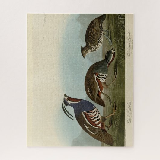 Plumed & Thick-legged Partridges - Audubon's vogel Legpuzzel (Verticaal)