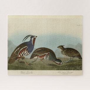 Plumed & Thick-legged Partridges - Audubon's vogel Legpuzzel