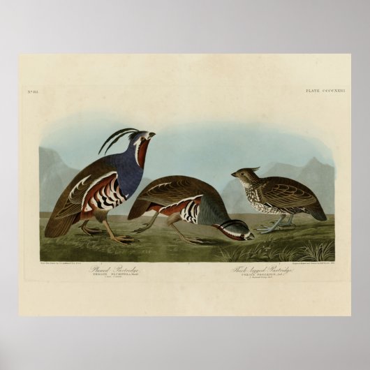 Plumed & Thick-legged Partridges - Audubon's vogel Poster (Voorkant)