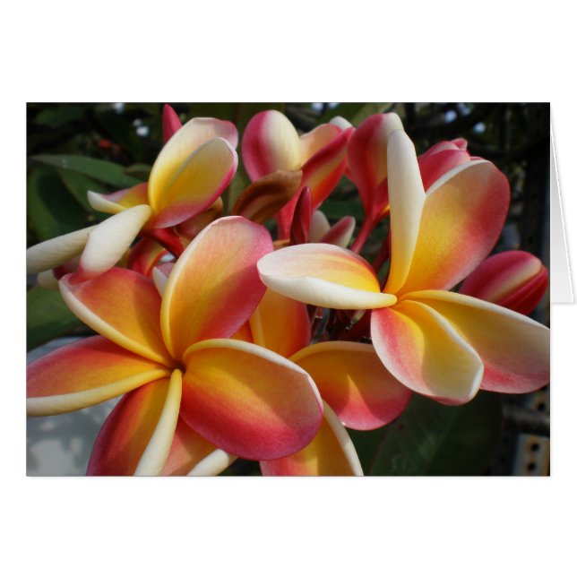 plumeria (Voorkant Horizontaal)
