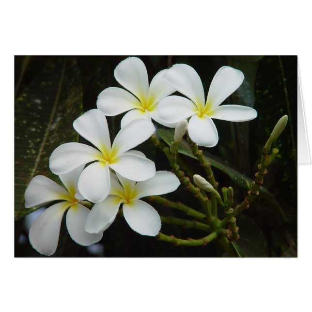 Plumeria (Voorkant Horizontaal)
