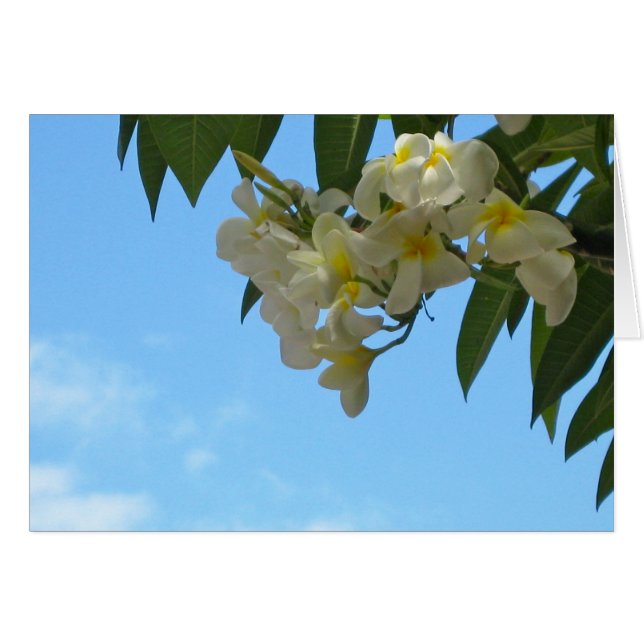 Plumeria (Voorkant Horizontaal)