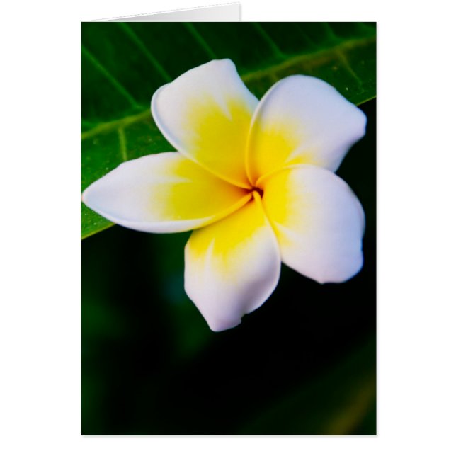 Plumeria (Voorkant)