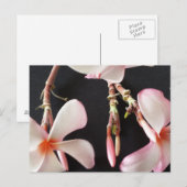 Plumeria 2-educatieve brainfart briefkaart (Voorkant / Achterkant)