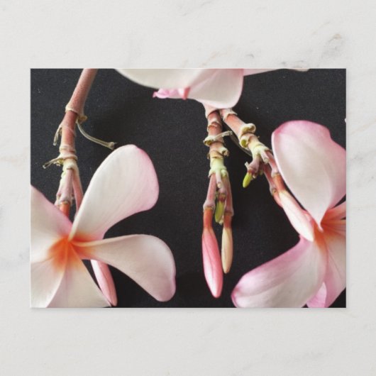 Plumeria 2-educatieve brainfart briefkaart (Voorkant)