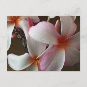 Plumeria 3 - opgeleide brainfart briefkaart