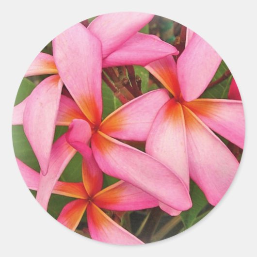 Plumeria - Ace Neon roze Sticker (Voorkant)