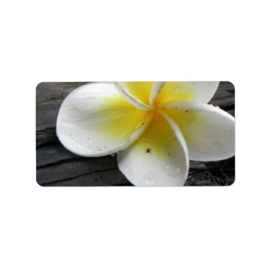 Plumeria Bedrijfsadres/Verzendlabels Etiket (Voorkant)