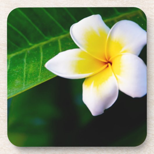 Plumeria Bier Onderzetter (Voorkant)
