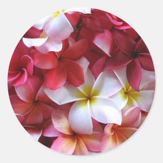 Plumeria Bloem Cluster Boeket Ronde Sticker (Voorkant)