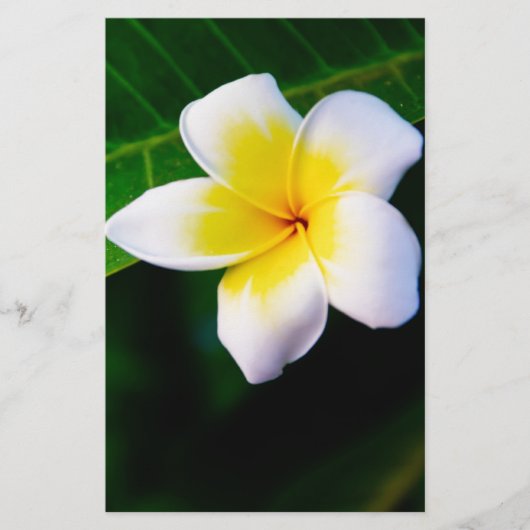 Plumeria Bloem Fotografie Briefpapier (Voorkant)