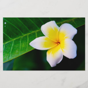 Plumeria Bloem Fotografie Briefpapier