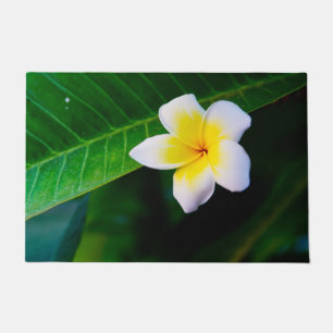 Plumeria Bloem Fotografie Deurmat