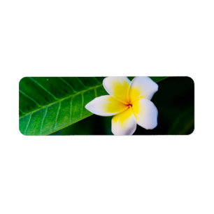 Plumeria Bloem Fotografie Etiket