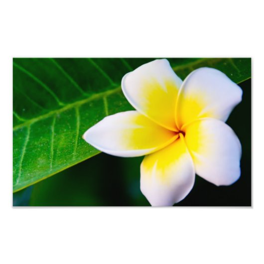 Plumeria Bloem Fotografie Foto Afdruk (Voorkant)