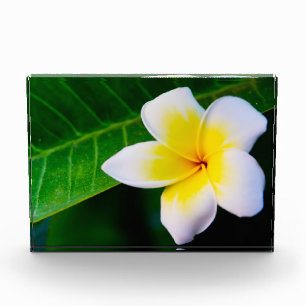 Plumeria Bloem Fotografie Fotoblokken