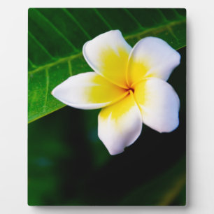 Plumeria Bloem Fotografie Fotoplaat