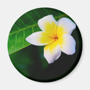 Plumeria Bloem Fotografie Magneet