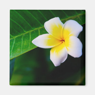 Plumeria Bloem Fotografie Magneet