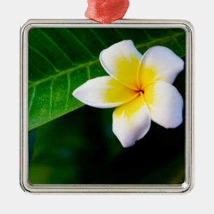 Plumeria Bloem Fotografie Metalen Ornament
