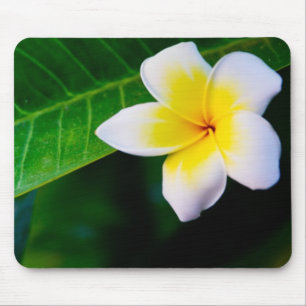 Plumeria Bloem Fotografie Muismat