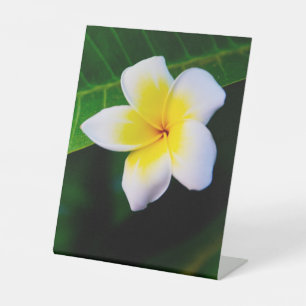 Plumeria Bloem Fotografie Reclamebord Met Voetstuk