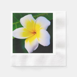 Plumeria Bloem Fotografie Servet