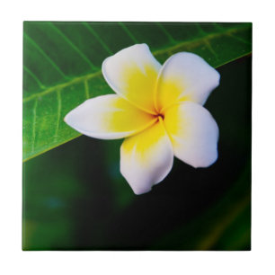 Plumeria Bloem Fotografie Tegeltje