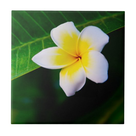 Plumeria Bloem Fotografie Tegeltje (Voorkant)