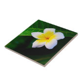 Plumeria Bloem Fotografie Tegeltje (Zijkant)