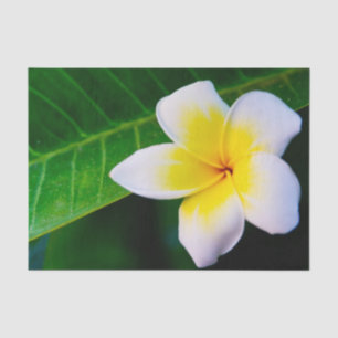 Plumeria Bloem Fotografie Tissuepapier
