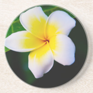 Plumeria Bloem Fotografie Zandsteen Onderzetter