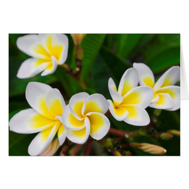 Plumeria bloemen close-up, Hawaï (Voorkant Horizontaal)