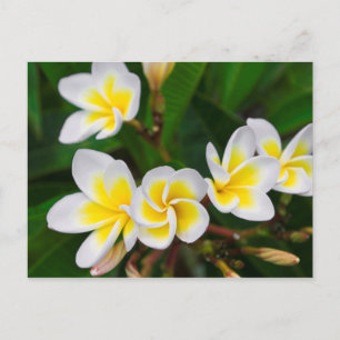 Plumeria bloemen close-up, Hawaï Briefkaart