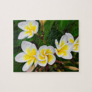 Plumeria bloemen close-up, Hawaï Legpuzzel