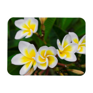 Plumeria bloemen close-up, Hawaï Magneet