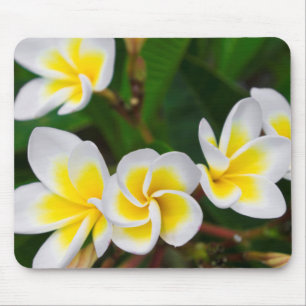 Plumeria bloemen close-up, Hawaï Muismat
