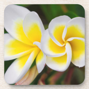 Plumeria bloemen close-up, Hawaï Onderzetter