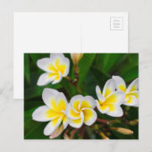 Plumeria bloemen close-up Hawaii Briefkaart (Voorkant / Achterkant)