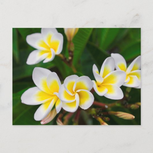 Plumeria bloemen close-up Hawaii Briefkaart (Voorkant)
