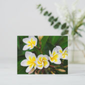 Plumeria bloemen close-up Hawaii Briefkaart (Staand voorkant)