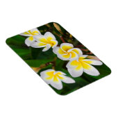 Plumeria bloemen close-up Hawaii Magneet (Rechterzijde)